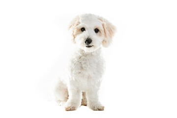 Cute Maltese Puppy Against White Background.