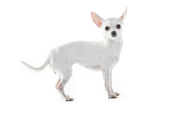Chihuahua Lap Dog Sitting On White Background.