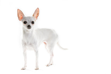 Chihuahua Lap Dog Sitting On White Background.