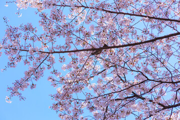 桜の木に止まるヒヨドリ。