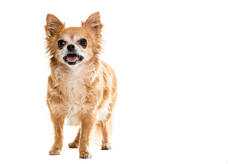 Full length of black and beige Chihuahua lap dogs sitting against white background