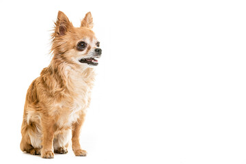 Full length of black and beige Chihuahua lap dogs sitting against white background