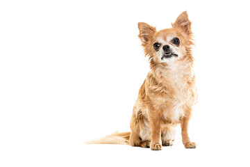 Obraz premium Full length of black and beige Chihuahua lap dogs sitting against white background
