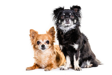 Full length of black and beige Chihuahua lap dogs sitting against white background