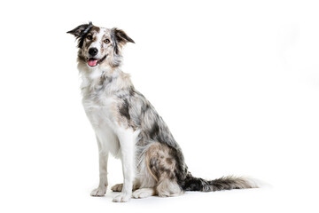 Mixed breed dog sitting on white background.