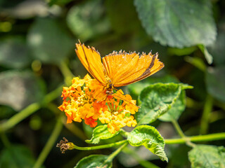 Julia butterfly (dryas iulia) taking nectar from a flower