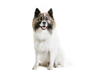 Portrait of Elo dog sitting on white background