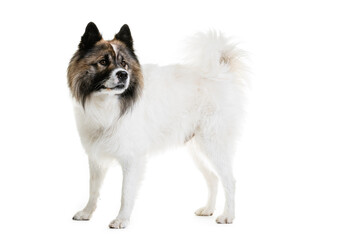 Portrait of Elo dog sitting on white background