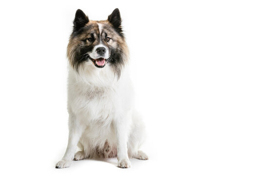 Portrait of Elo dog sitting on white background