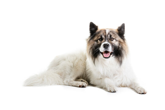 Portrait of Elo dog sitting on white background