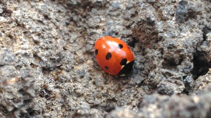 Lady Bug
