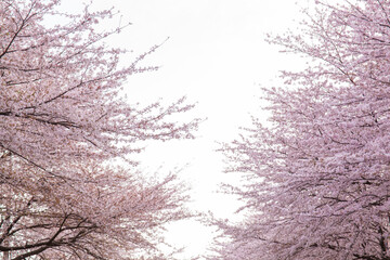 桜満開(4月)