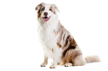 Full Length Of Australian Shepherd Panting.