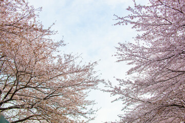 Fototapeta na wymiar 桜満開(4月)