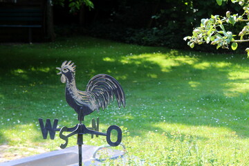 bird, tier, gans, natur, baukran, gras, wild lebende tiere, wild, green, schnabel, feather, gans,...