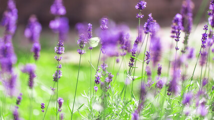 Lavender flowers in the sunlight, lavender field in summer. Shallow Dof, blured background.