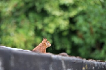 One brown squirrel sits on a roof edge