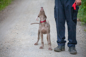 weimaraner welpe macht erste schritte in der ausbildung zum jagdhund