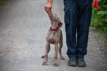weimaraner welpe mit rotem halsband macht erste schritte in der hundeschule zur ausbildung als...