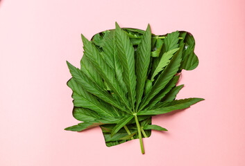 Only marijuana in my head. Female silhouette and hemp leaves inside