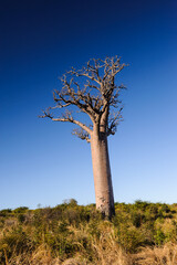 Fototapeta na wymiar It's Baobab tree in Madagascar
