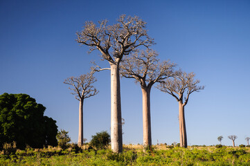 Fototapeta na wymiar It's Baobab tree in Madagascar