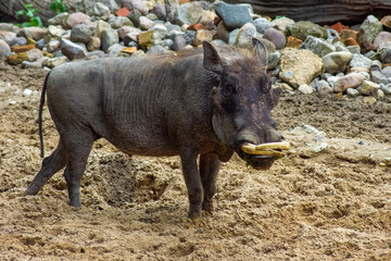 Wild boar wild pig feeds.