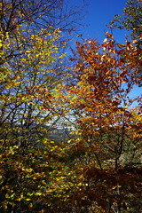 Autumn scenes from Yedigoller, Bolu/Turkey