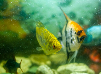 Obraz na płótnie Canvas tropical fish swimming in aquarium, exotic scalar fish in aquarium