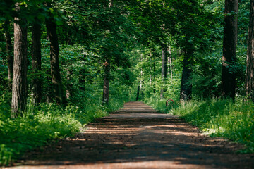 Path footpath with green trees in the forest. Beautiful alley in the park. Path through the dark forest