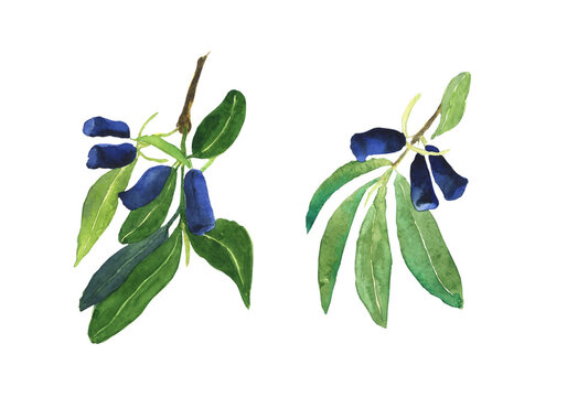 Honeysuckle branches with blue berries and leaves isolated on white background. Watercolor hand drawing illustration. Loncera edulis or honeyberry. Perfect for card, poster, decoration summer food.