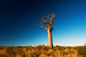 Nature of Madagascar