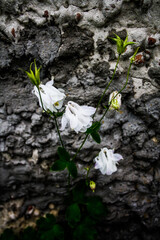 white flowers in water