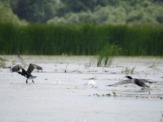 Obraz premium Danube Delta