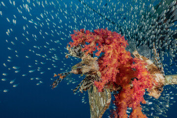 Coral reef and water plants in the Red Sea, Eilat Israel
