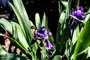 blue iris flower