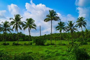 Obraz na płótnie Canvas Home land of coconut trees,a beautiful landscape in kerala