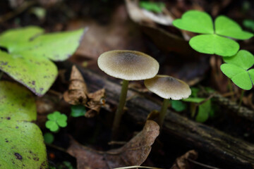 Gray mushrooms heads growing on ol tree trunk