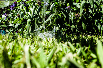 green grass background