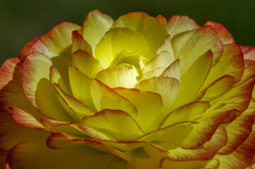 close up of a flower