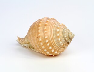 Sea shell on a white background. Close up of beautiful nautical shell.