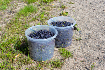 Naklejka premium Real wild forest blueberries from forest in plastic buckets