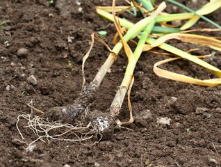 Fungal disease on garlic plants after rainy days. Damaged garlic by mould out of the vegetable bed....