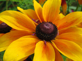 Close up macro shot of an orange flower