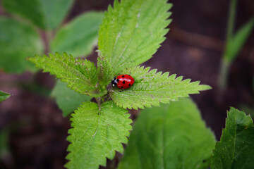 Lady bug with black legs sitting on green nettle plant
