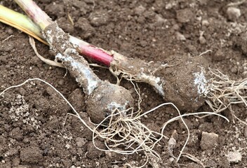 Fungal disease on garlic plants after rainy days. Damaged garlic by mould out of the vegetable bed....