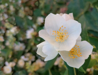 Obraz premium Background with blooming white jasmine flowers on a bush