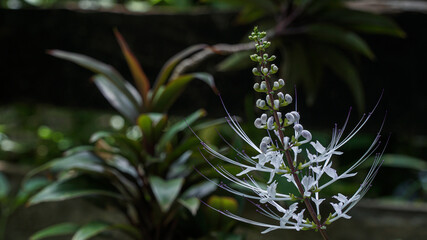 Orthosiphon aristatus is a plant species in the family of Lamiaceae / Labiatae