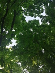 Fototapeta na wymiar Sweet chestnut tree canopy against a clear sky
