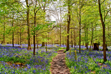 Bluebell Woods at The Spinney in Greys Court Rotherfield Greys near Henley on Thames Oxfordshire England UK